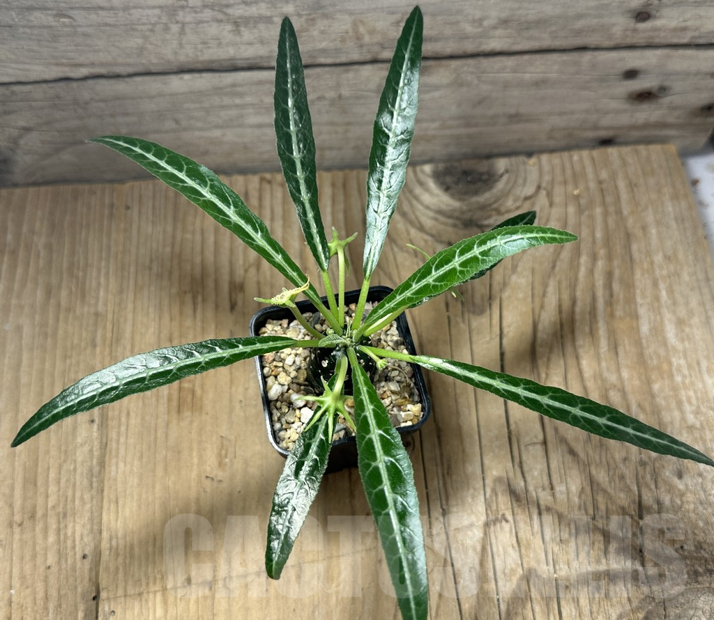 SHPR31495 Dorstenia lancifolia - Image 2