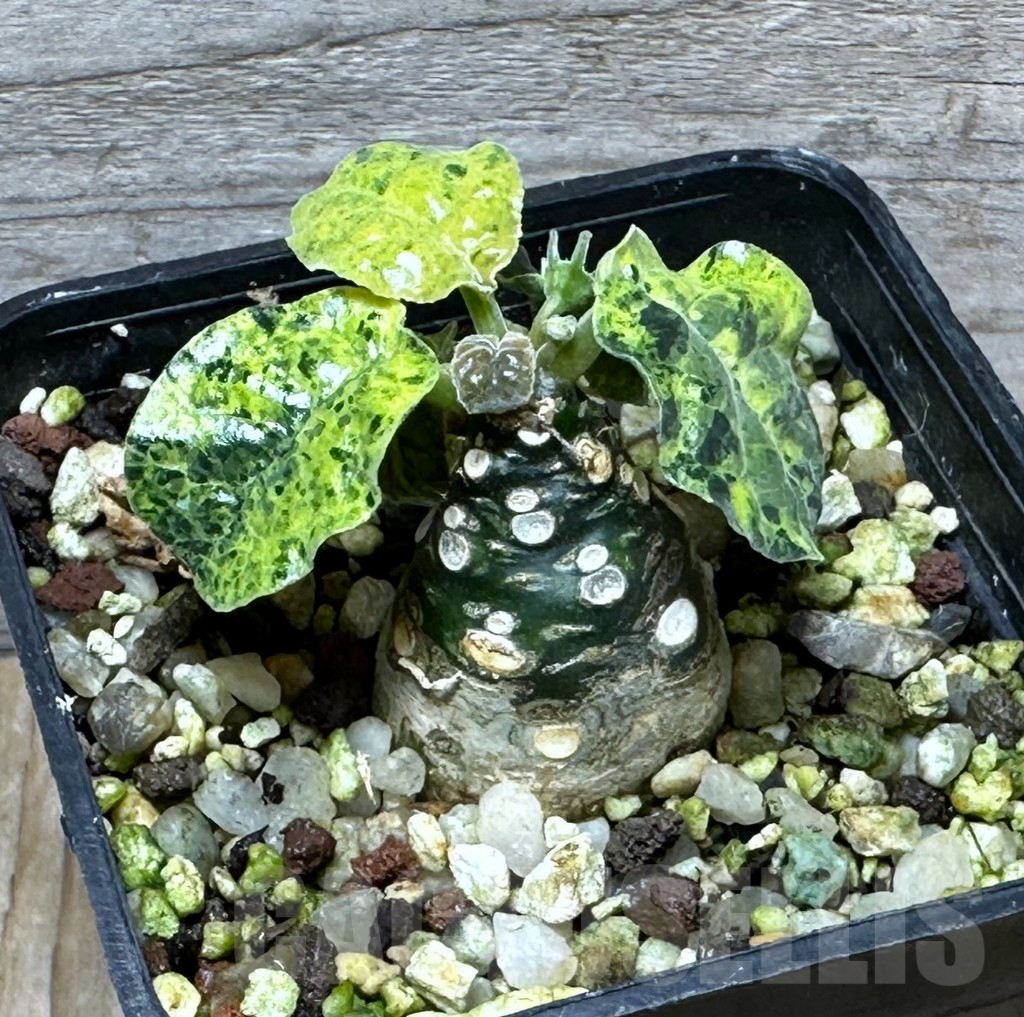 SHPR31496 Dorstenia foetida f. variegata