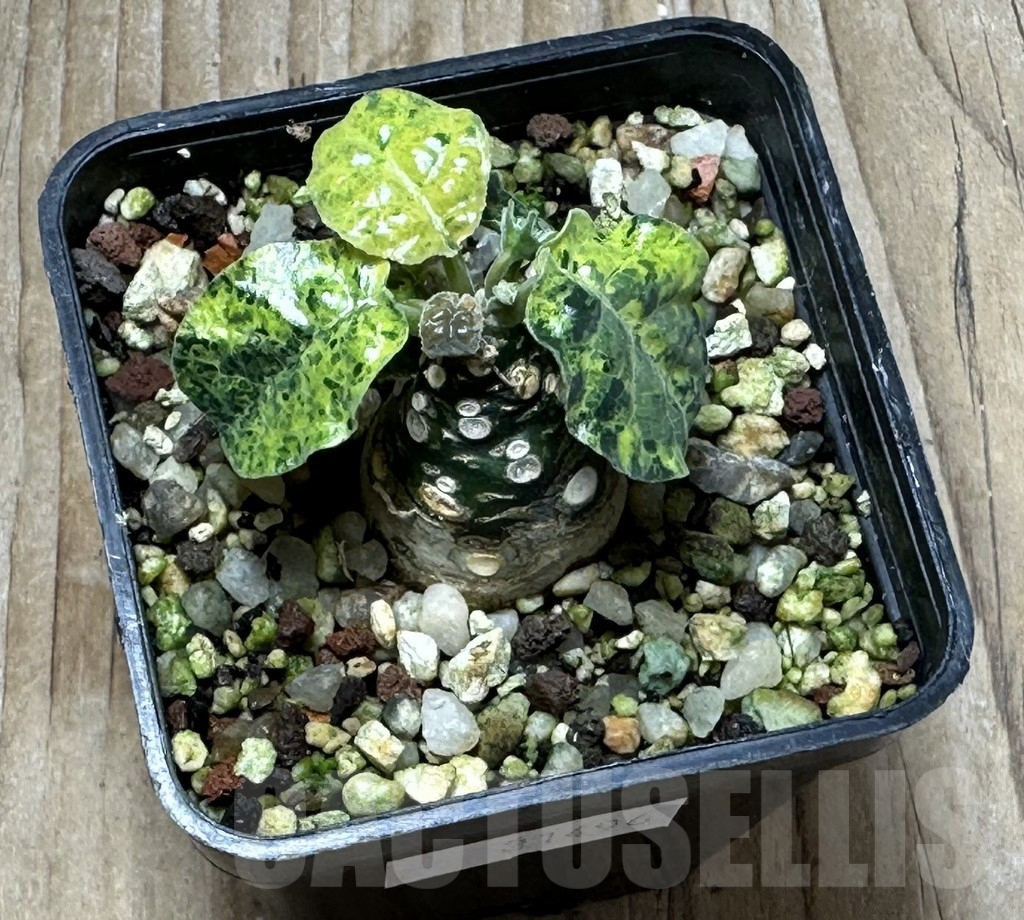 SHPR31496 Dorstenia foetida f. variegata - Imagen 2