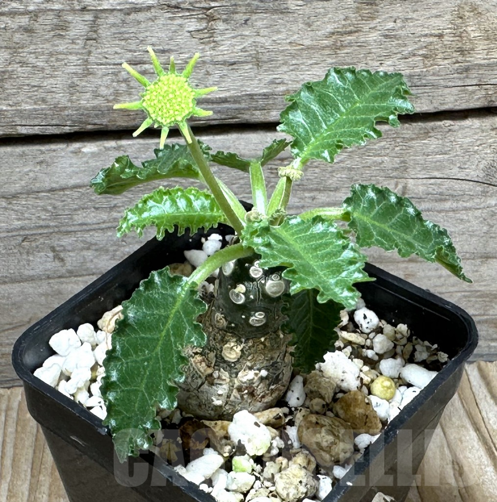 SHPR31497 Dorstenia horwoodii