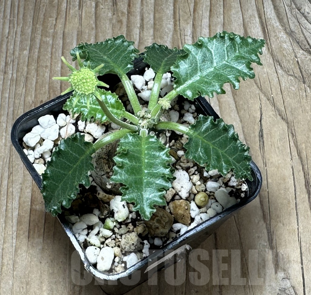 SHPR31497 Dorstenia horwoodii – Image 2