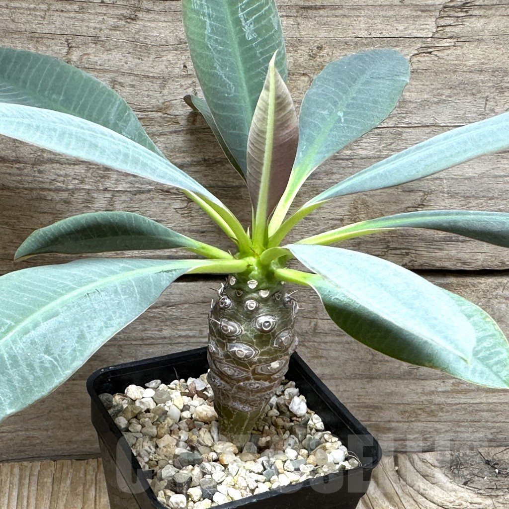 SHPR31498 Euphorbia pachypodioides -Ankarana-