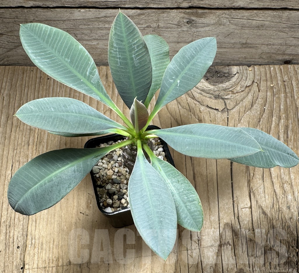 SHPR31498 Euphorbia pachypodioides -Ankarana- - Зображення 2