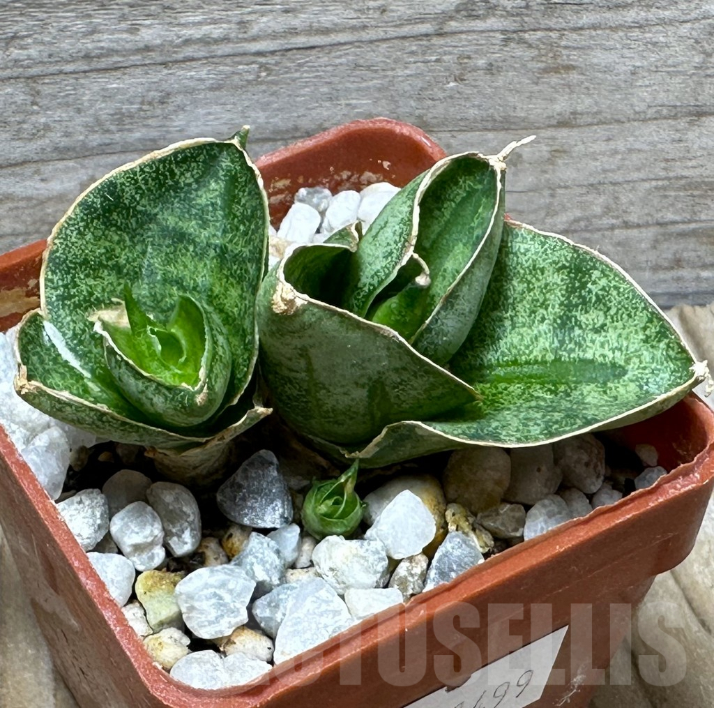 SHPR31499 Sansevieria ‘Mini Rose’