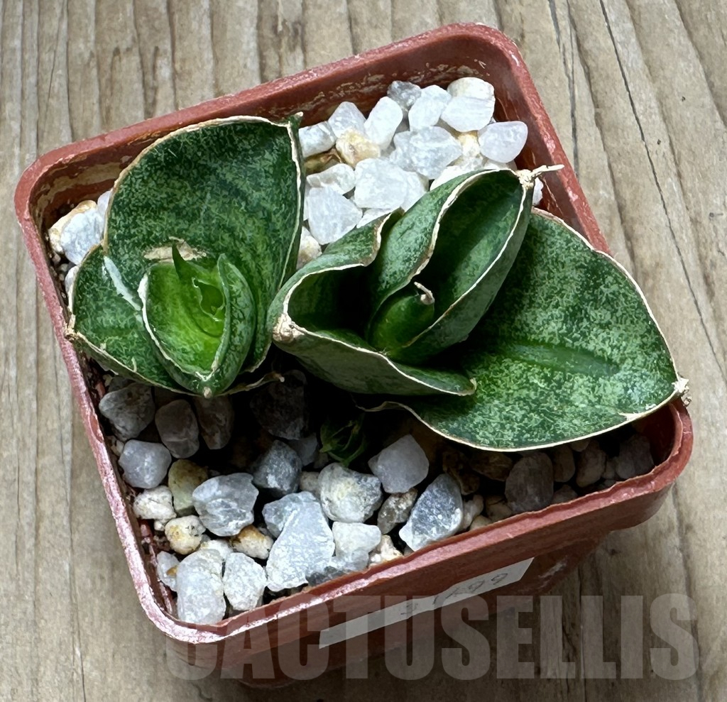 SHPR31499 Sansevieria ‘Mini Rose’ – Image 2