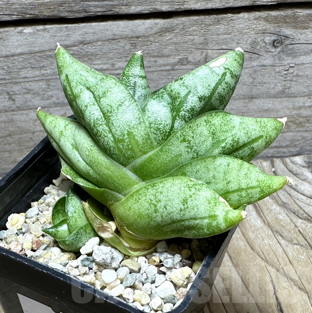 SHPR31500 Sansevieria ‘Vienna’ hybrid