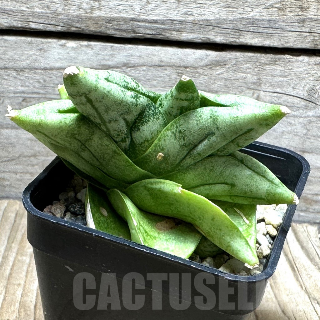 SHPR31500 Sansevieria ‘Vienna’ hybrid – Bild 2