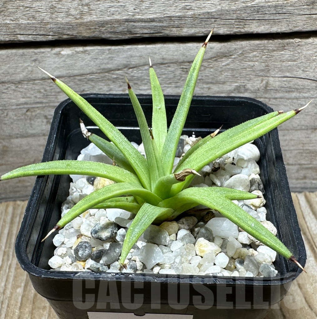 SHPR31502 Agave albopilosa - Зображення 2