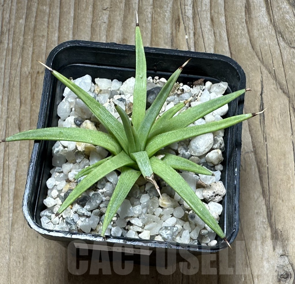 SHPR31502 Agave albopilosa - Зображення 3