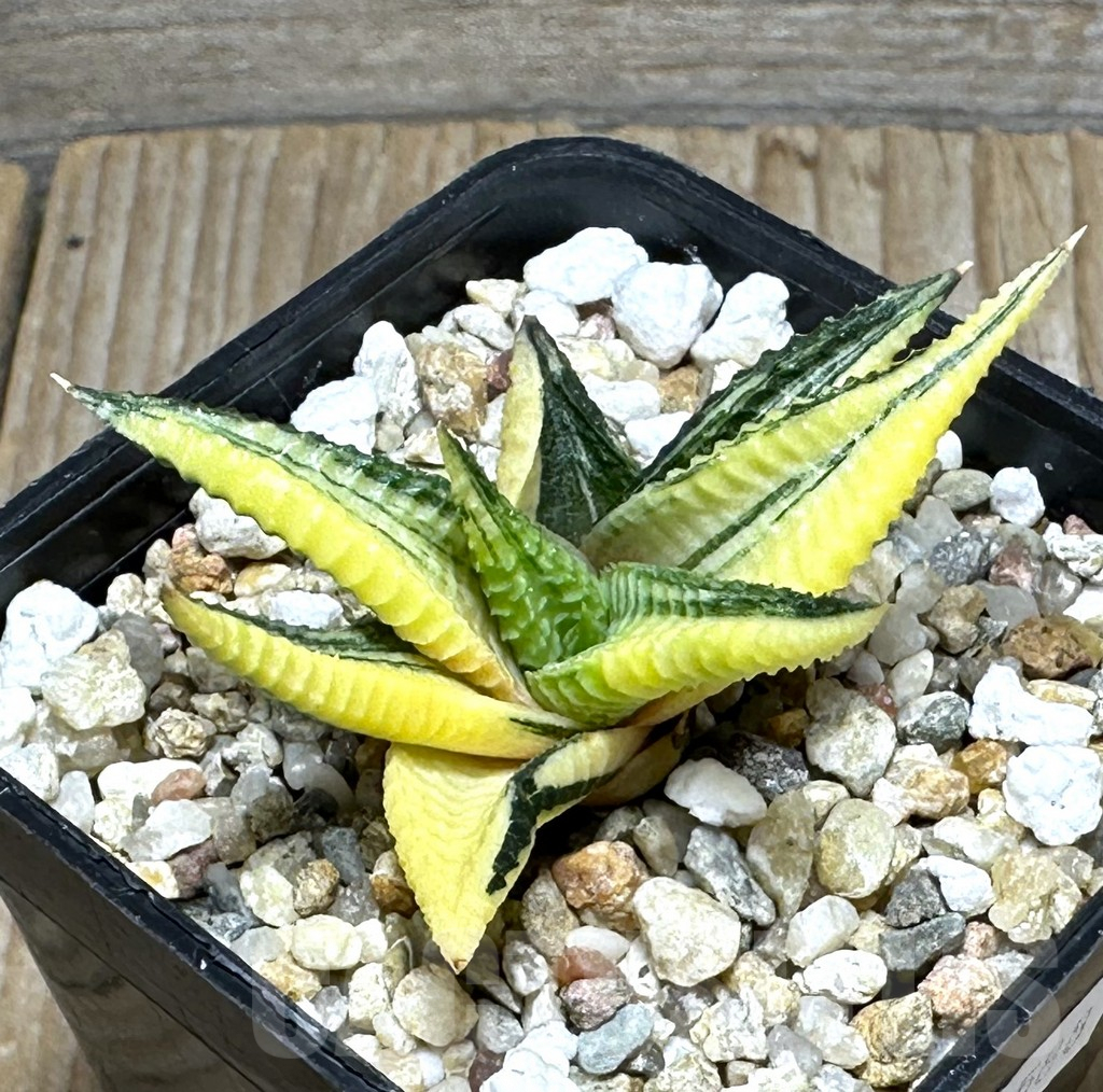 SHPR31588 Haworthia limifolia f. variegata