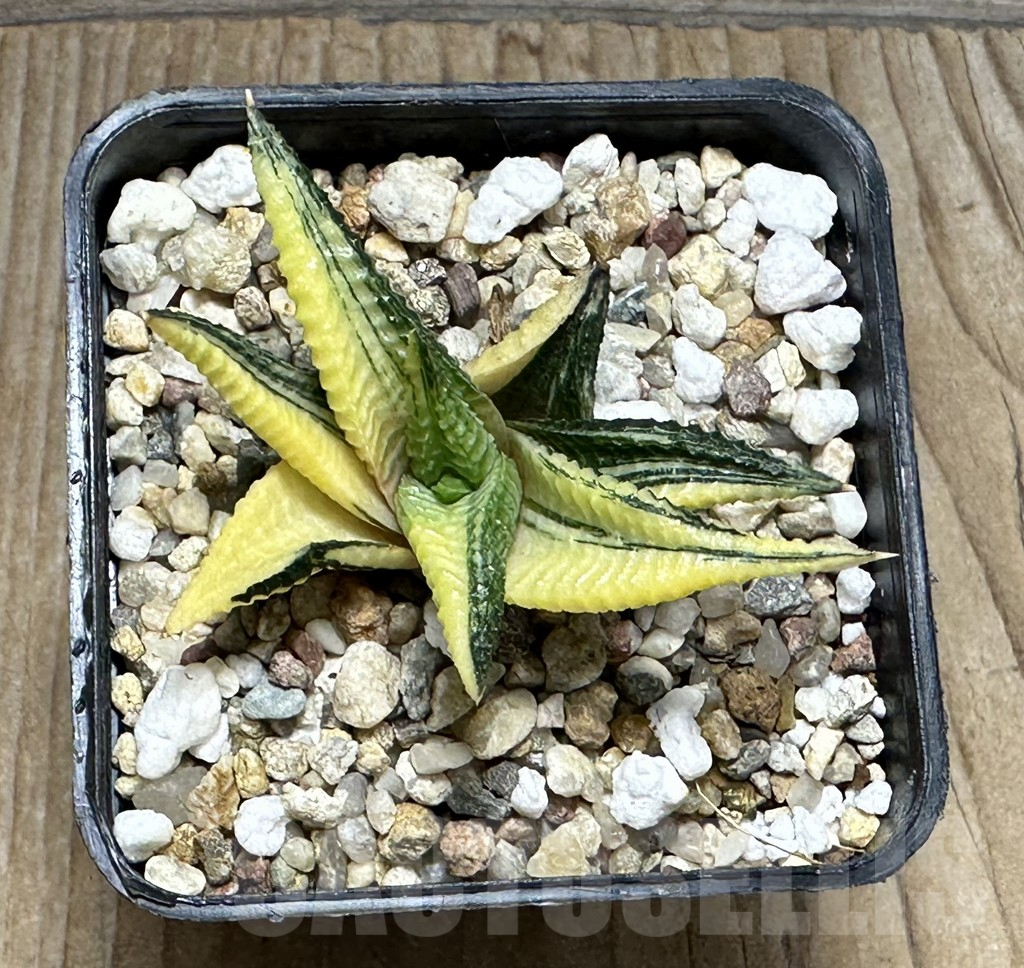 SHPR31588 Haworthia limifolia f. variegata - Image 2