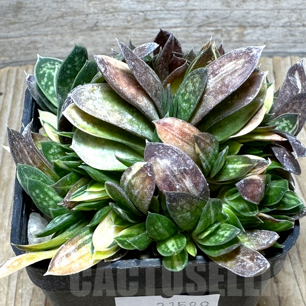 SHPR31589 Gasteria minima f. variegata - Image 2