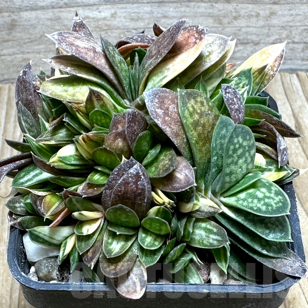 SHPR31589 Gasteria minima f. variegata