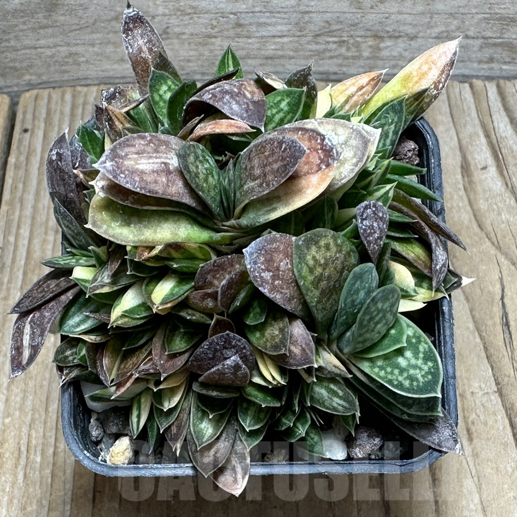 SHPR31589 Gasteria minima f. variegata - Image 3