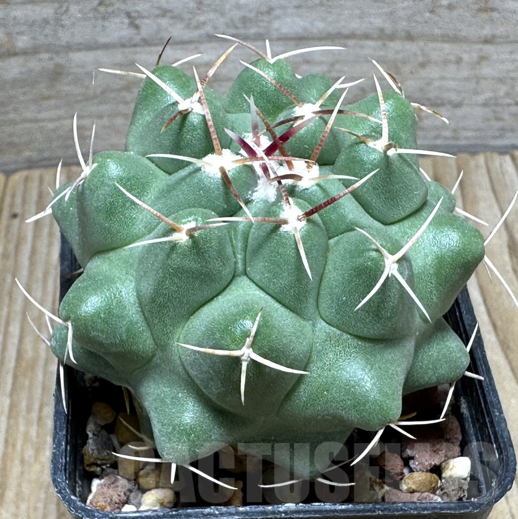 SHPR31596 Thelocactus saladensis VZD 041 -San Luis Potosí, Mexico-