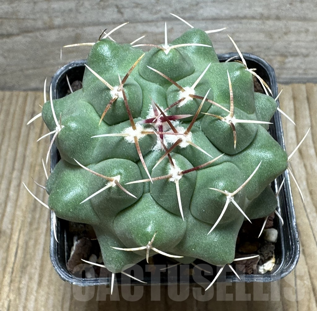 SHPR31596 Thelocactus saladensis VZD 041 -San Luis Potosí, Mexico- - Image 2