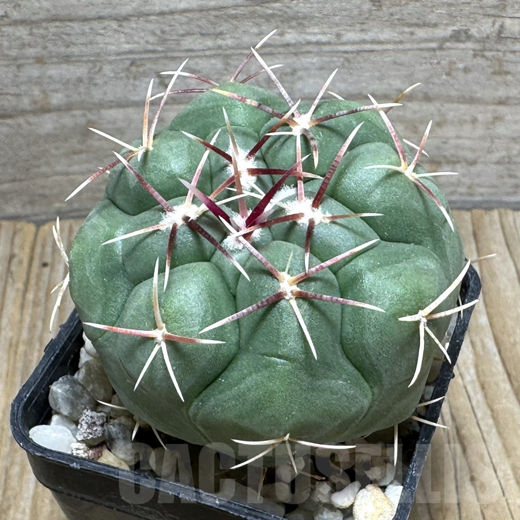 SHPR31597 Thelocactus hexaedrophorus v. lloydii major HK 1608, Mexico