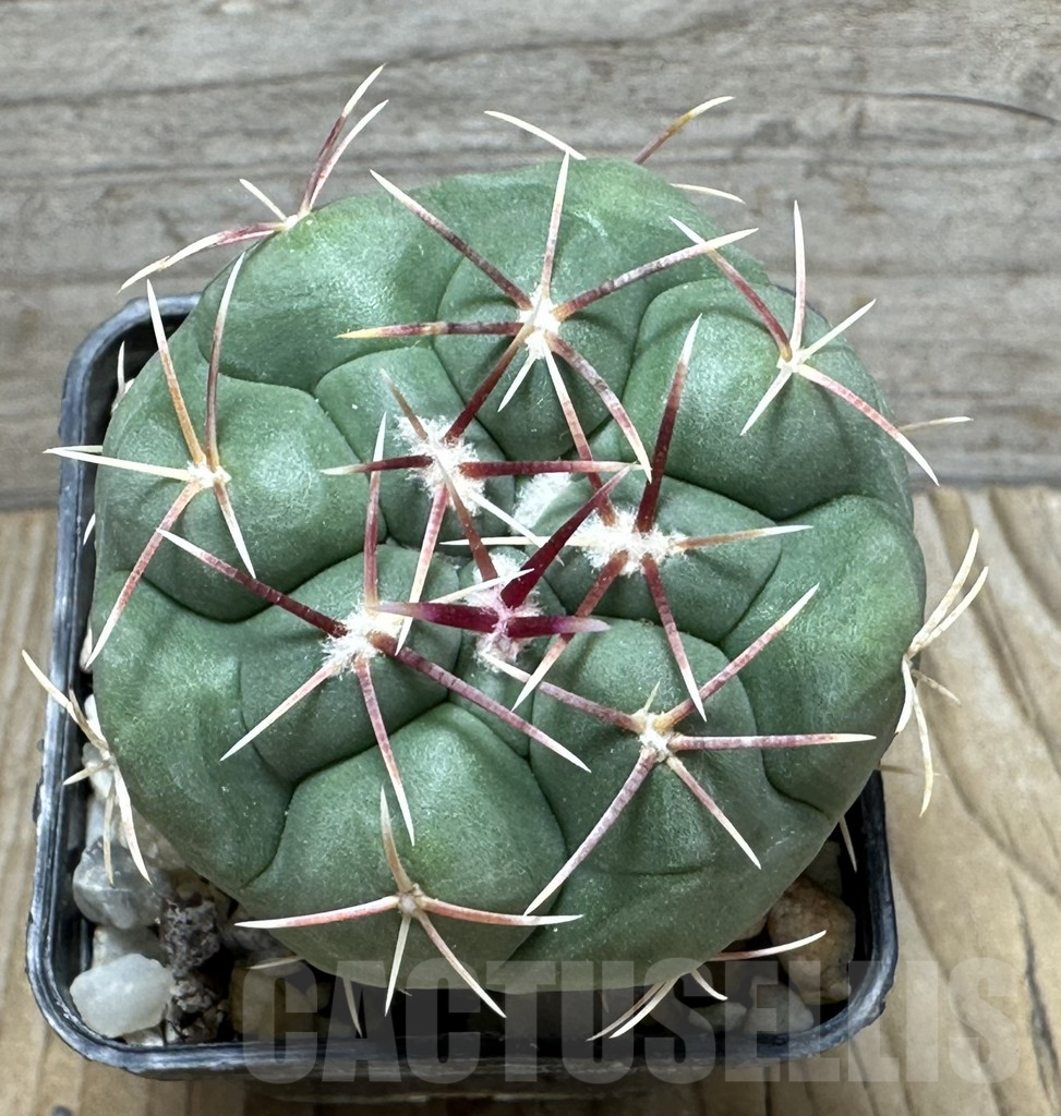 SHPR31597 Thelocactus hexaedrophorus v. lloydii major HK 1608, Mexico - Image 2