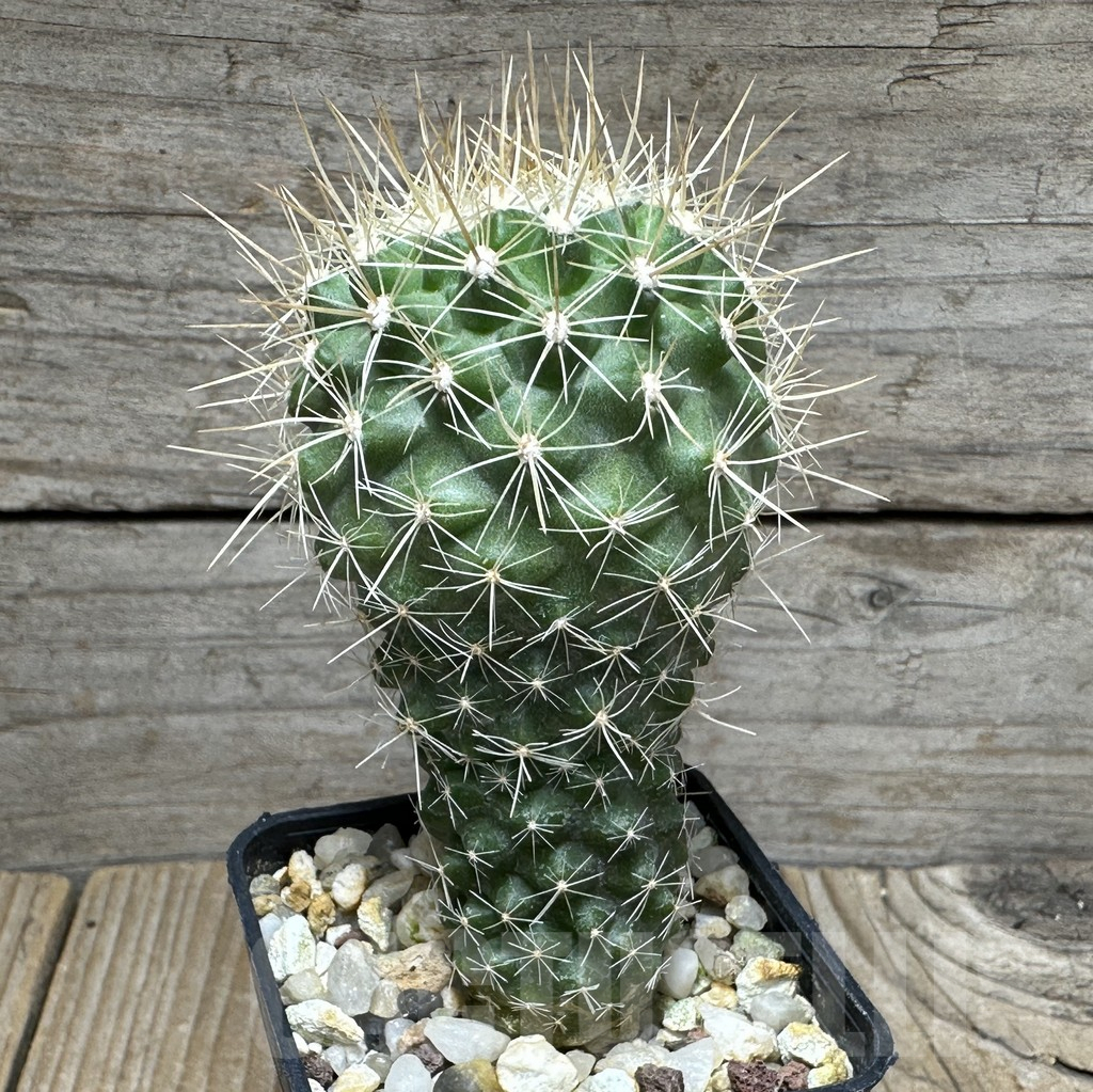SHPR31600 Copiapoa humilis - Image 2
