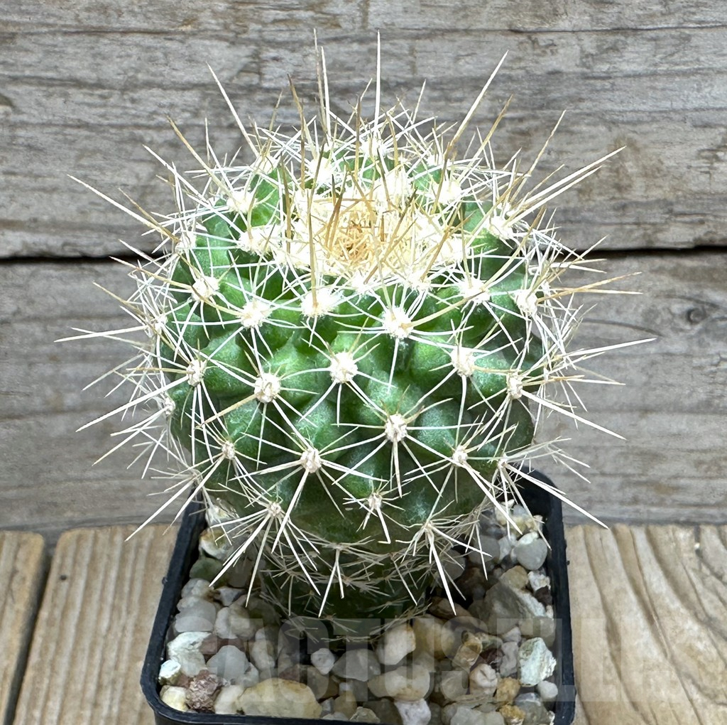 SHPR31600 Copiapoa humilis