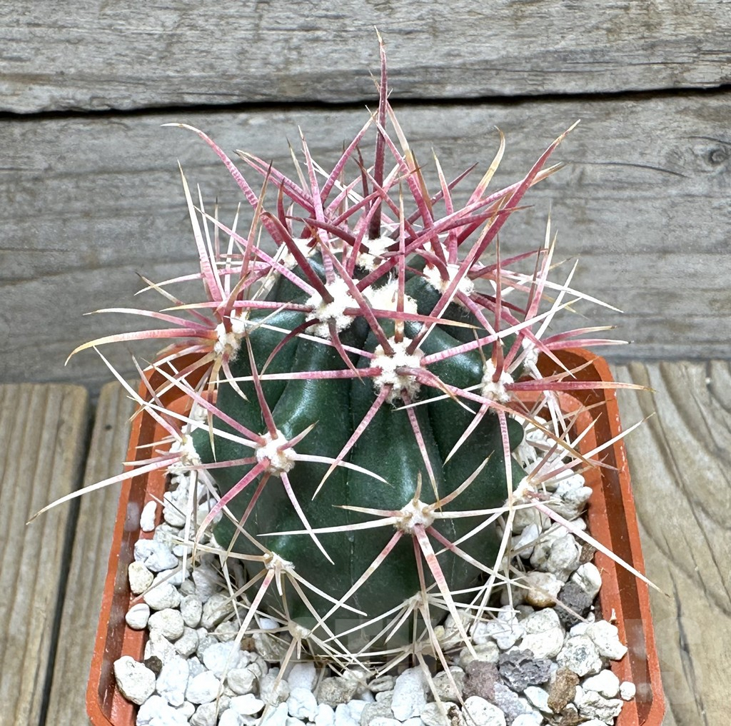 SHPR31601 Ferocactus gracilis -Punta Prieta, Baja California, Mexico-