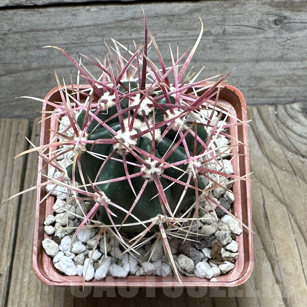 SHPR31601 Ferocactus gracilis -Punta Prieta, Baja California, Mexico- - Image 2