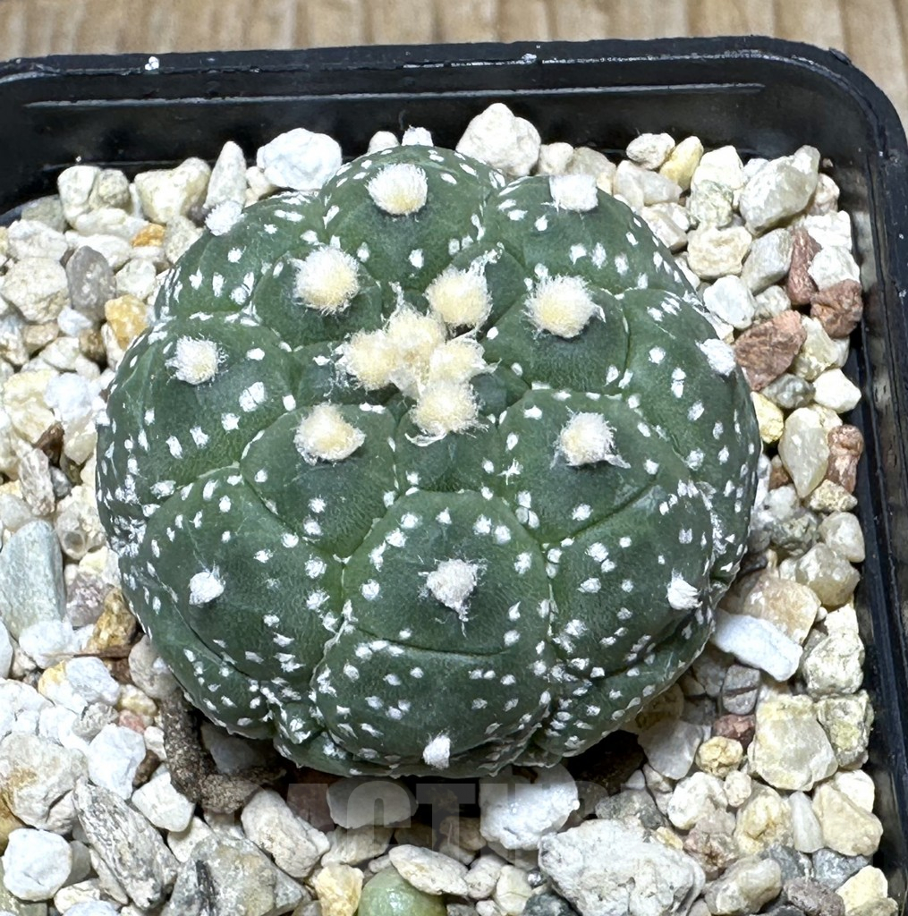 SHPR31608 Astrophytum asterias ‘Kikko'