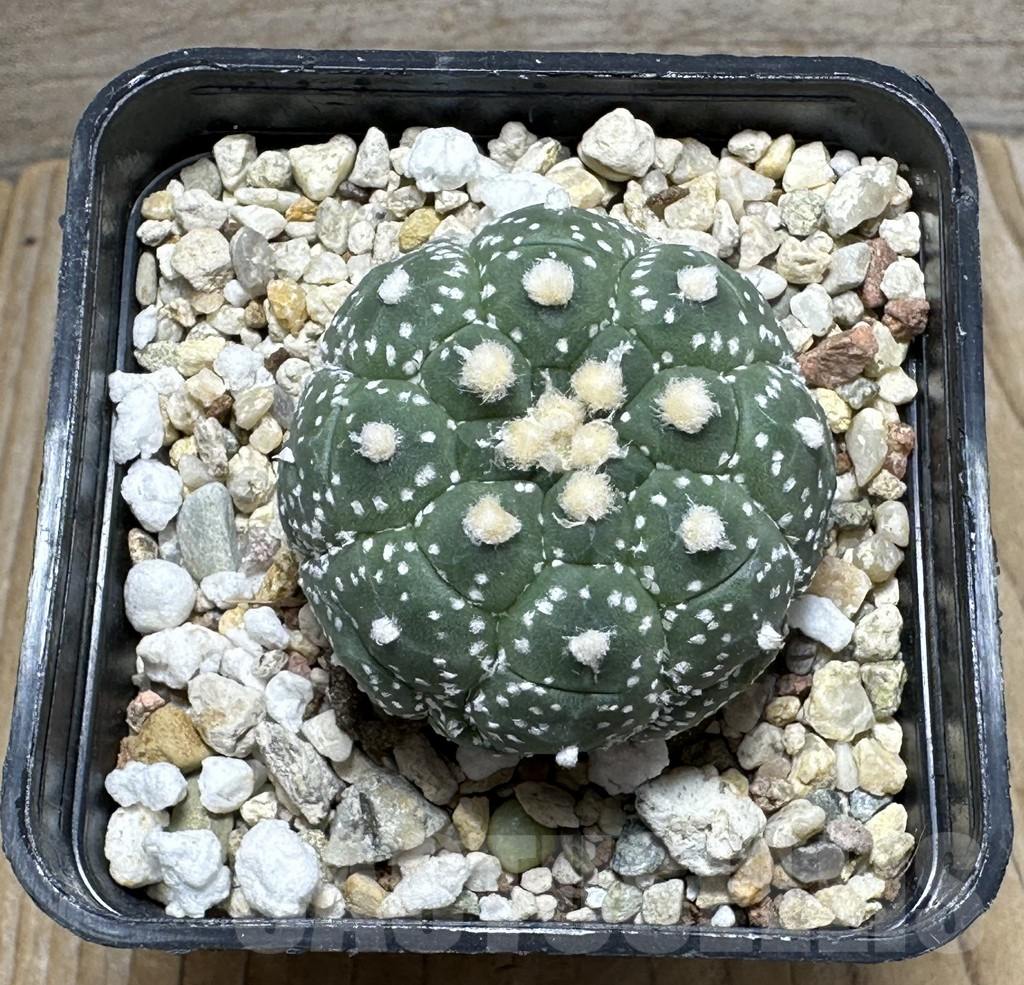 SHPR31608 Astrophytum asterias ‘Kikko' - immagine 2