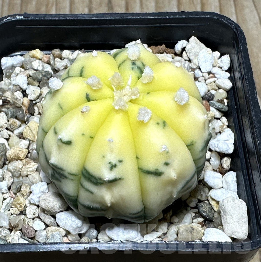 SHPR31609 Astrophytum asterias f. variegata