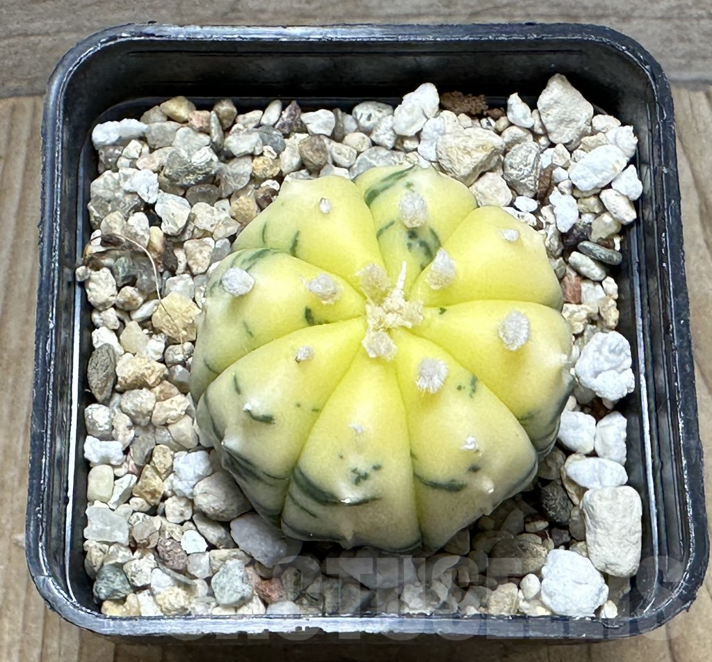 SHPR31609 Astrophytum asterias f. variegata - Image 2