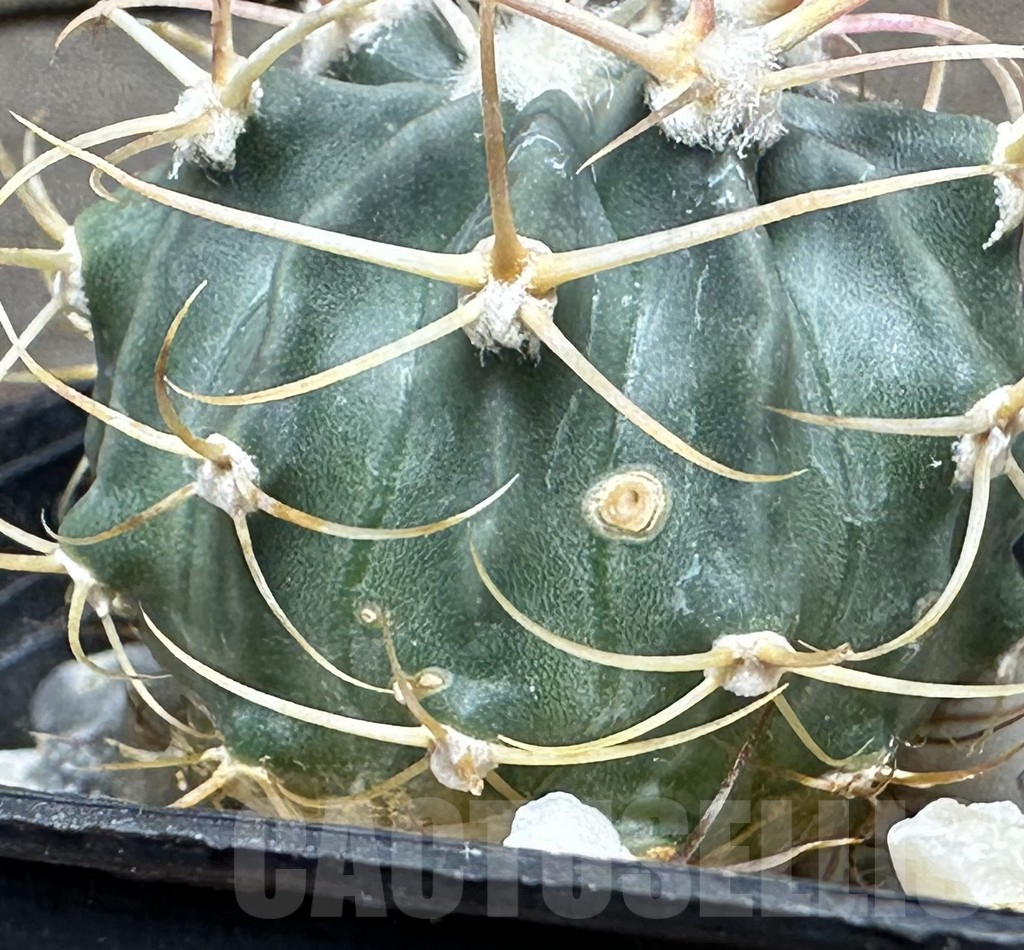 SHPR31618 Echinocactus texensis SB 385 – Image 2