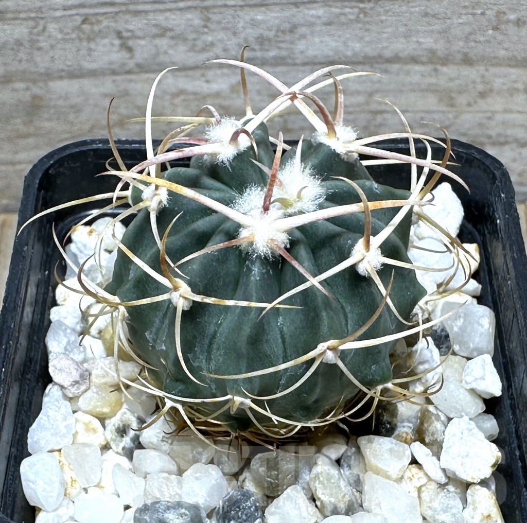 SHPR31618 Echinocactus texensis SB 385