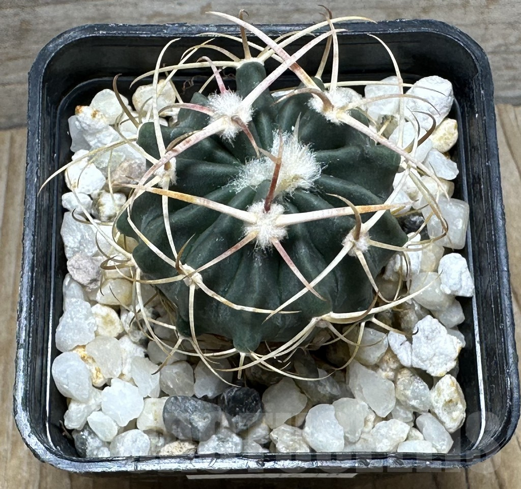 SHPR31618 Echinocactus texensis SB 385 – Image 3