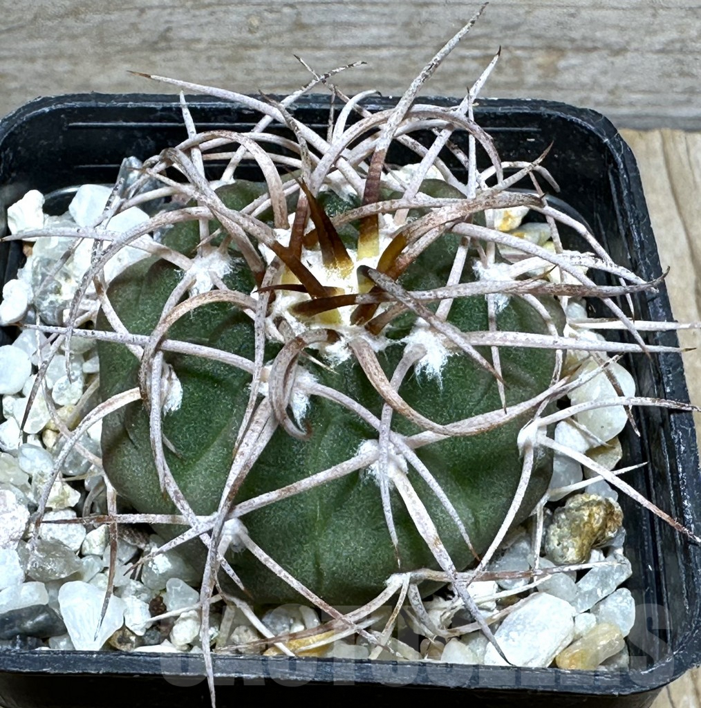 SHPR31619 Gymnocalycium mazanense v. polycephalum