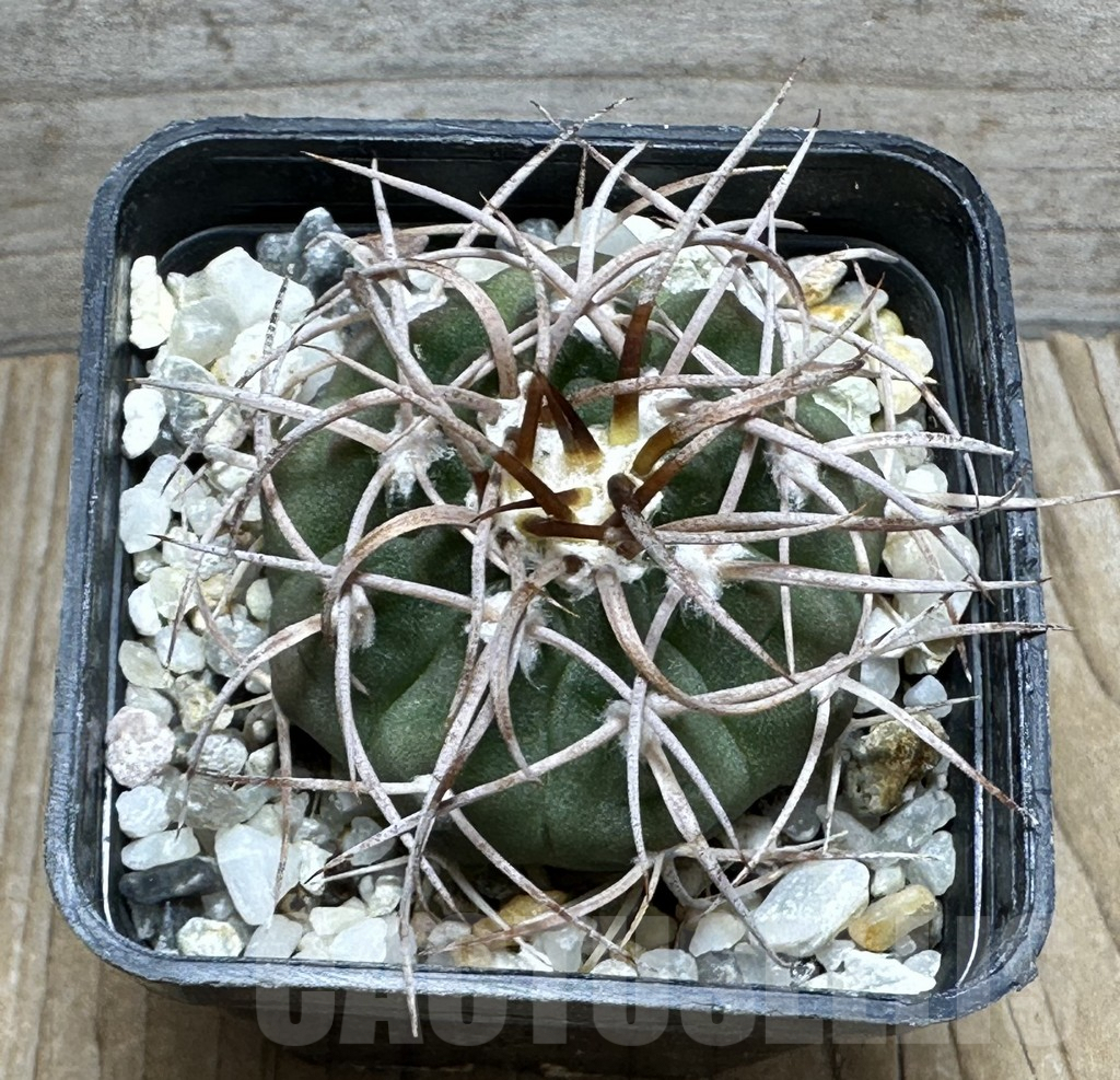SHPR31619 Gymnocalycium mazanense v. polycephalum – Image 2