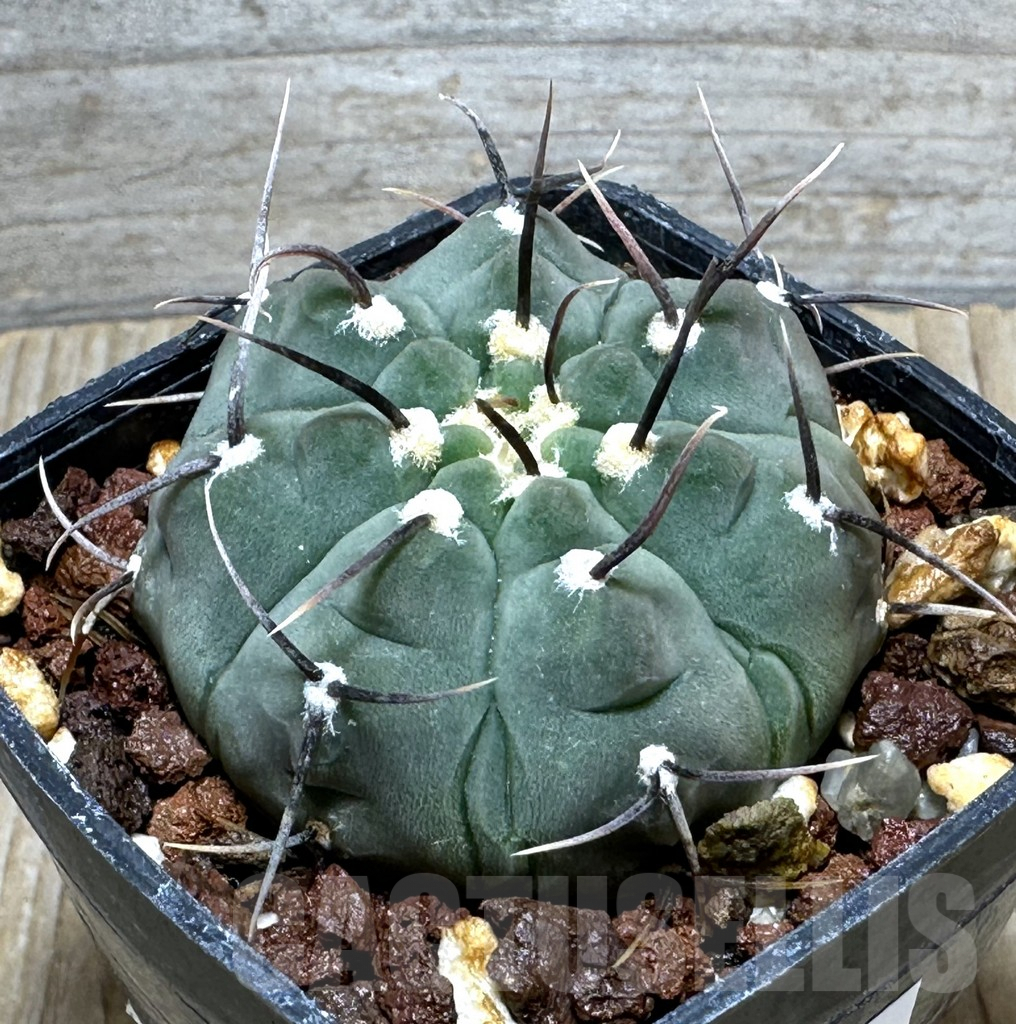 SHPR31620 Gymnocalycium vatteri, black spines