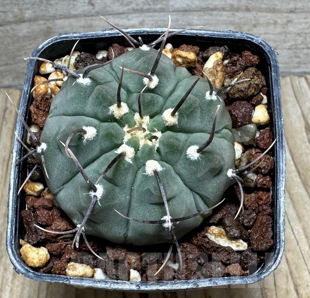 SHPR31620 Gymnocalycium vatteri, black spines - Image 2