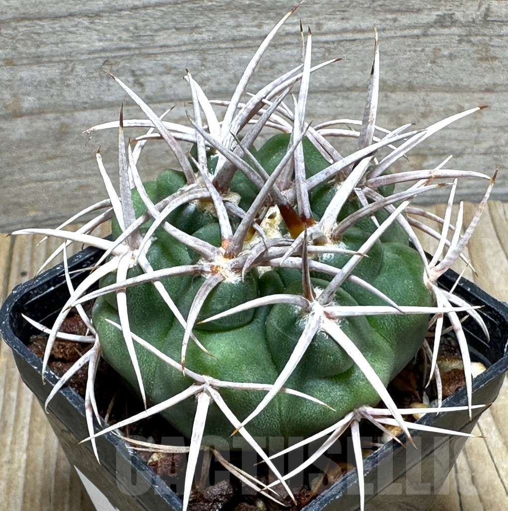 SHPR31621 Gymnocalycium hybopleurum v. ferocior, Cordoba, Argentina