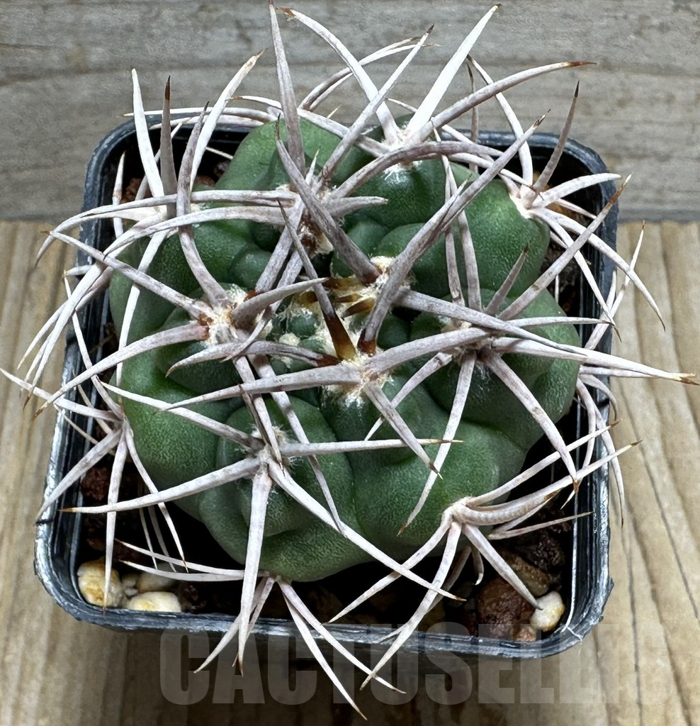SHPR31621 Gymnocalycium hybopleurum v. ferocior, Cordoba, Argentina - Image 2
