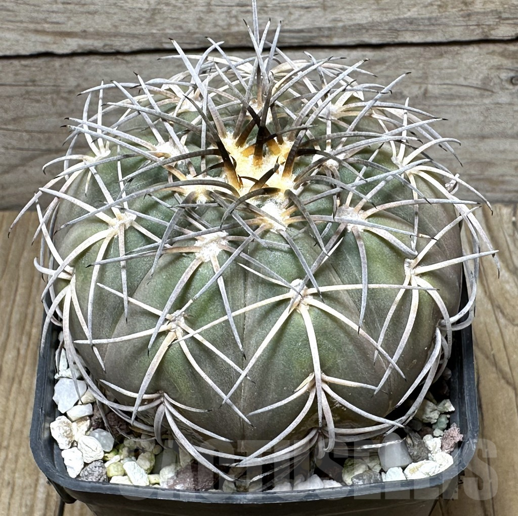 SHPR31623 Gymnocalycium spegazzinii v. punillense MG 489.5. old 15 years
