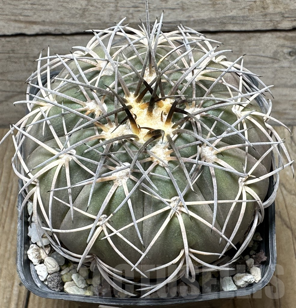 SHPR31623 Gymnocalycium spegazzinii v. punillense MG 489.5. old 15 years - Obrázek 2
