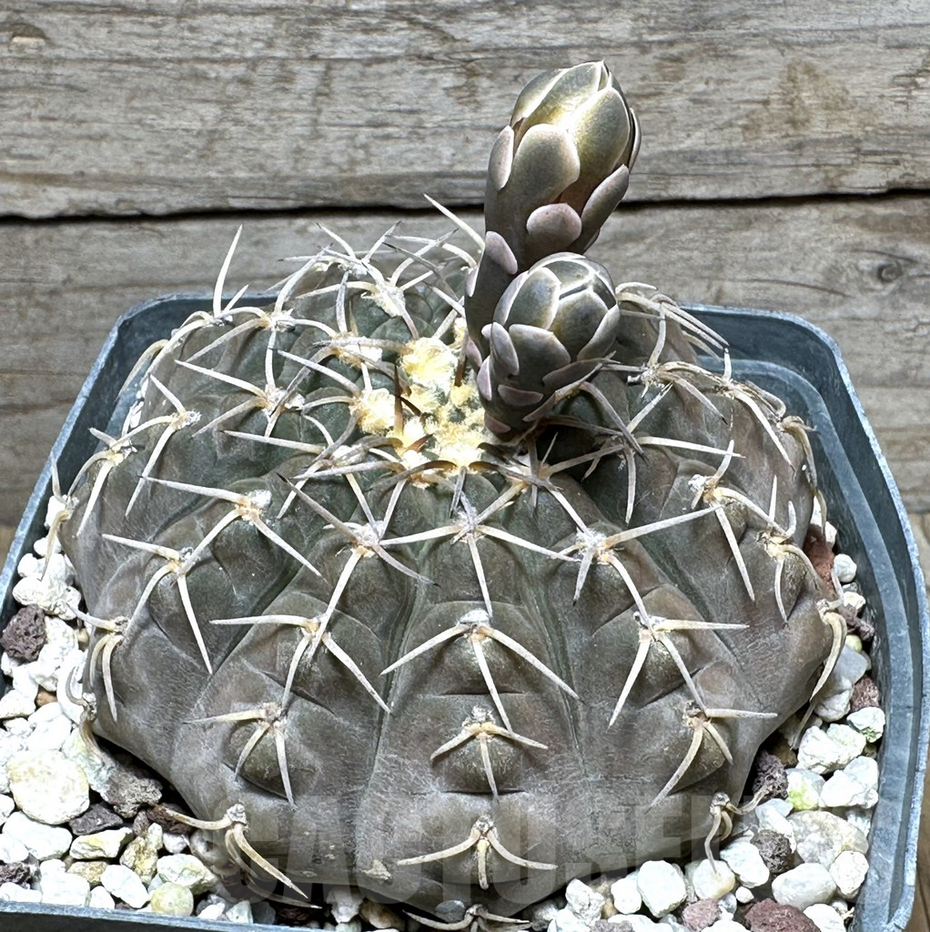 SHPR31624 Gymnocalycium stellatum, old 15 years