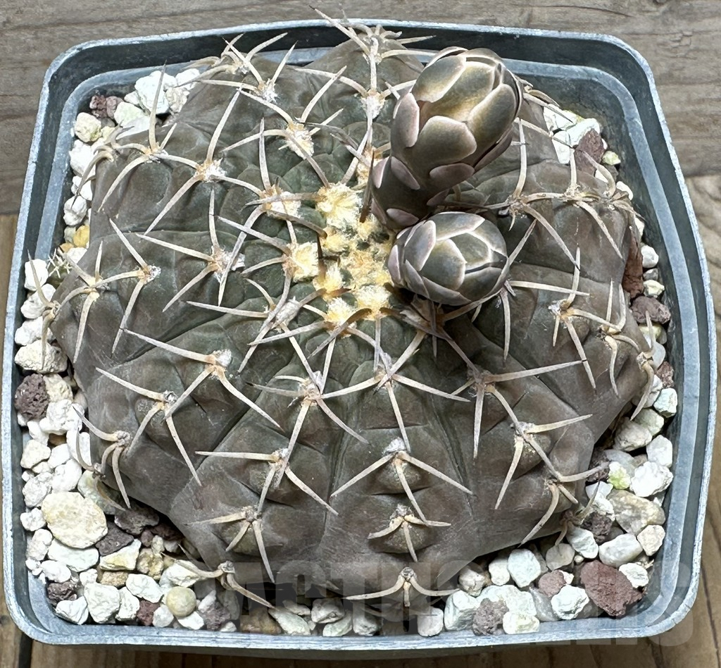 SHPR31624 Gymnocalycium stellatum, old 15 years - Зображення 2
