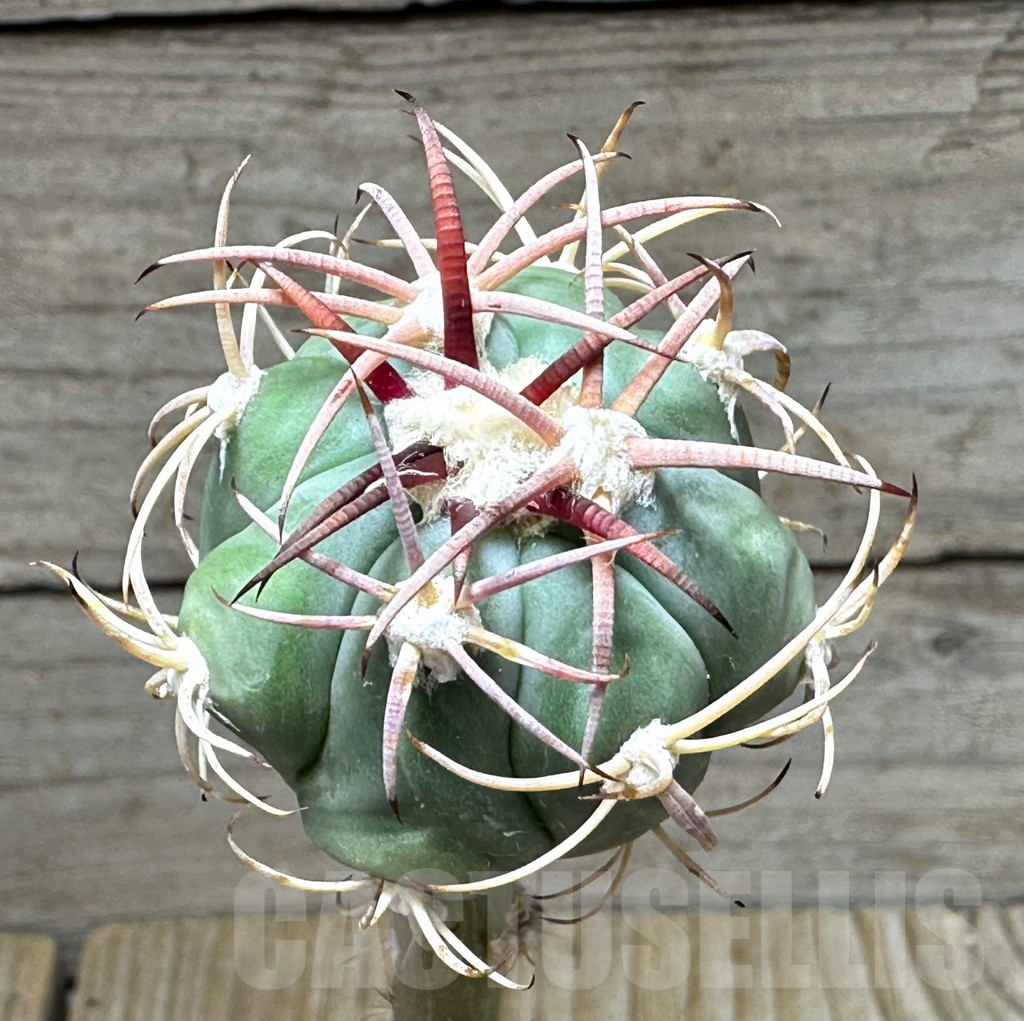 SHPR31625 Echinocactus horizonthalonius RUS 663, grafted