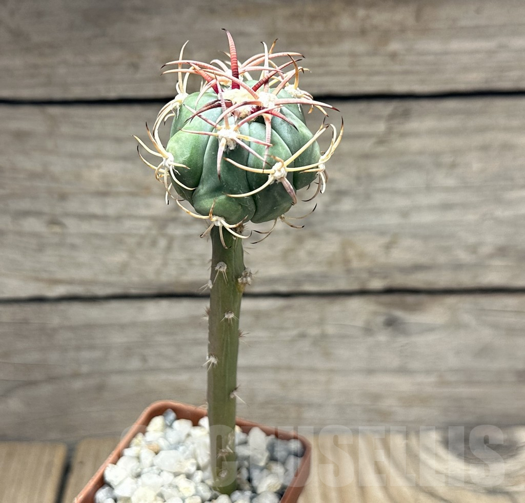 SHPR31625 Echinocactus horizonthalonius RUS 663, grafted - Зображення 2