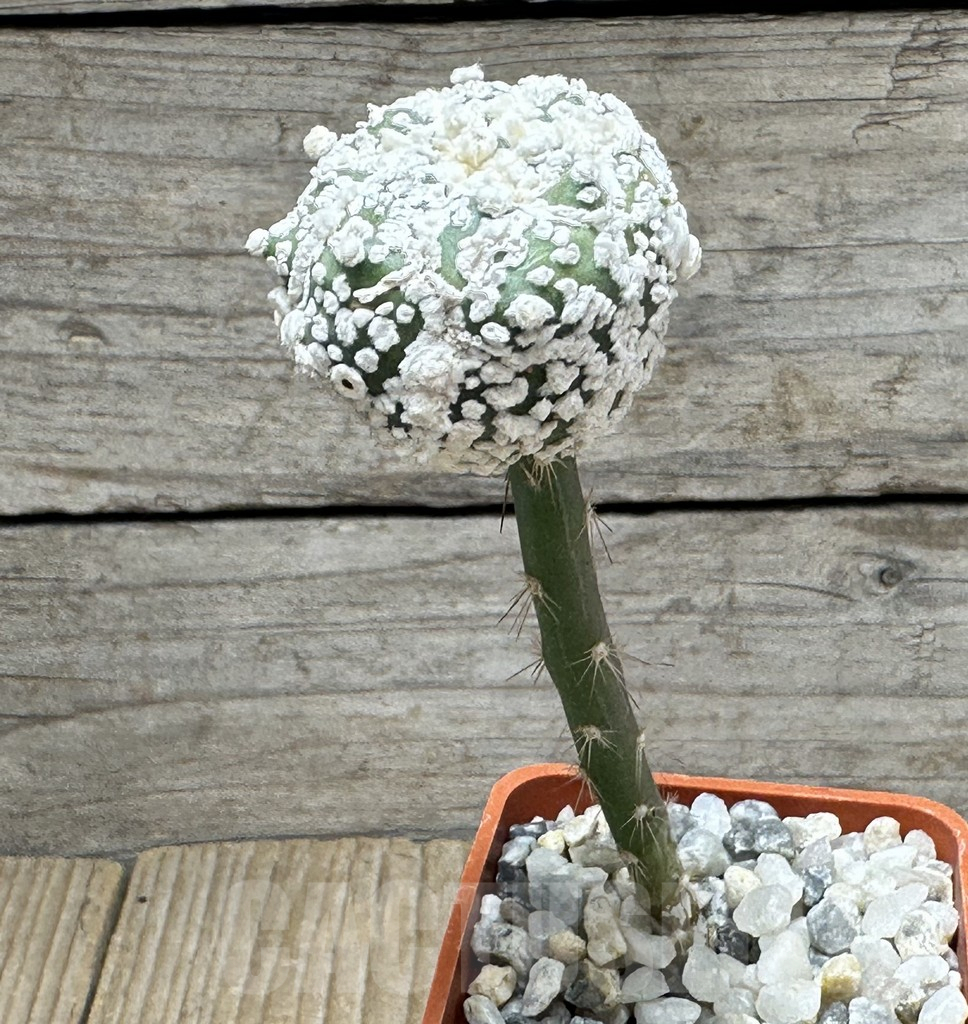 SHPR31626 Astrophytum asterias ‘Super Kabuto’Snow', grafted - immagine 2