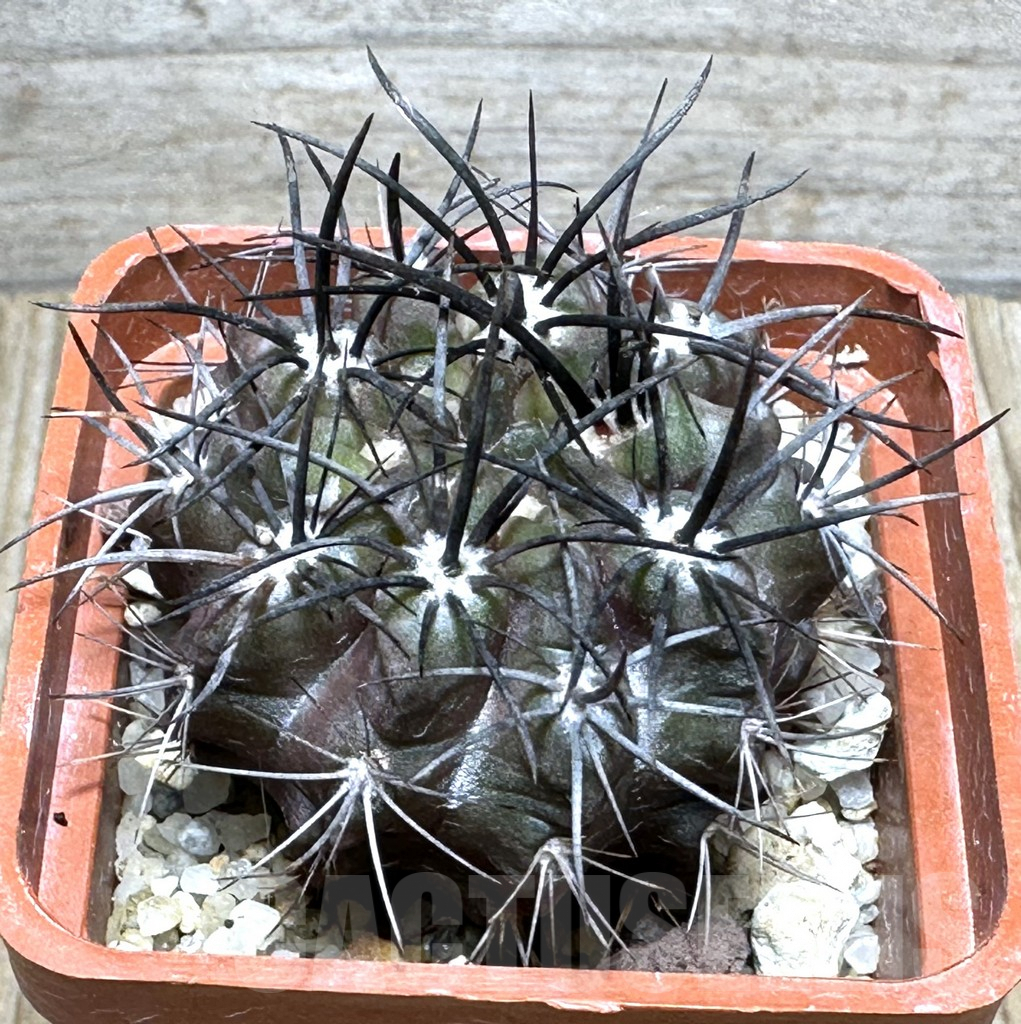 SHPR31628 Neochilenia paucicostata KK 1693 ex MG 1036.46