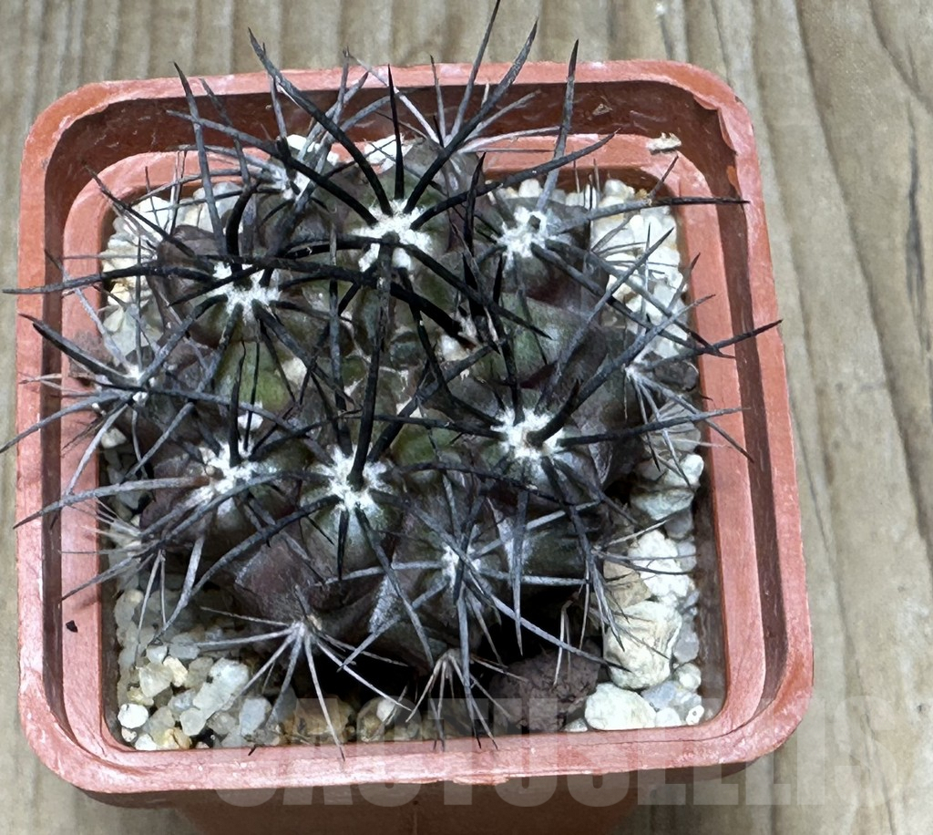 SHPR31628 Neochilenia paucicostata KK 1693 ex MG 1036.46 - Image 2