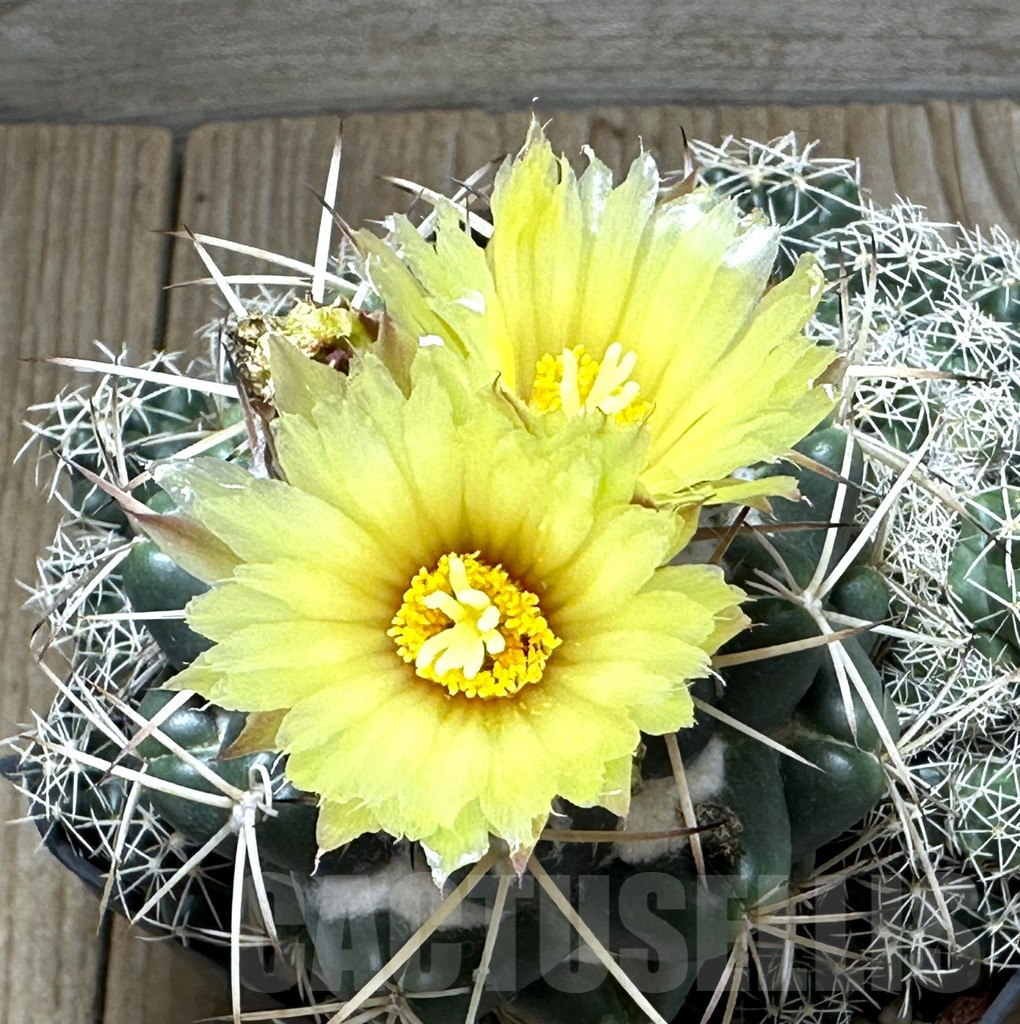 SHPR31630 Coryphantha sulcolanata, old 12 years