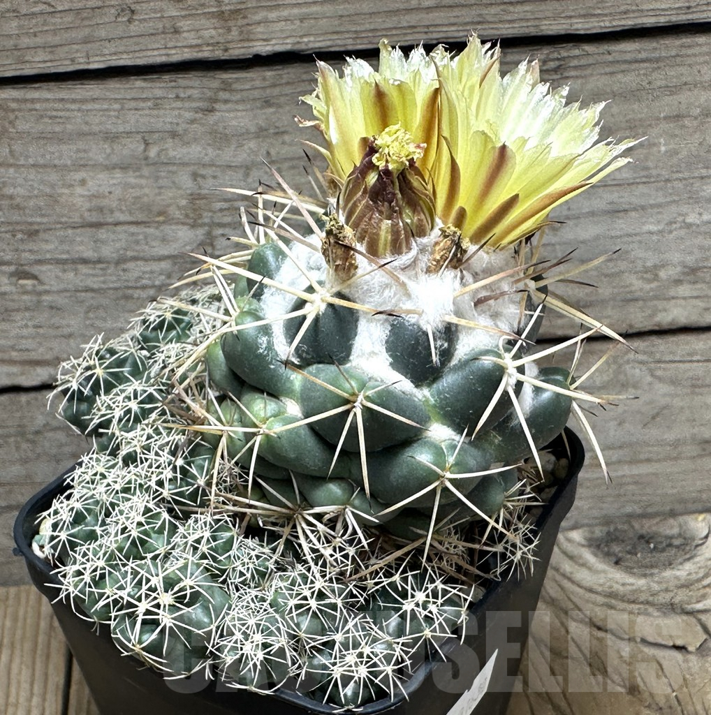 SHPR31630 Coryphantha sulcolanata, old 12 years – Bild 2